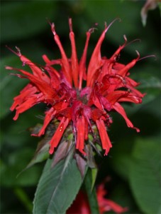 Monarda didyma July 8 2011