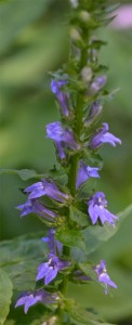 great blue lobelia Cummaquid July 17 2011