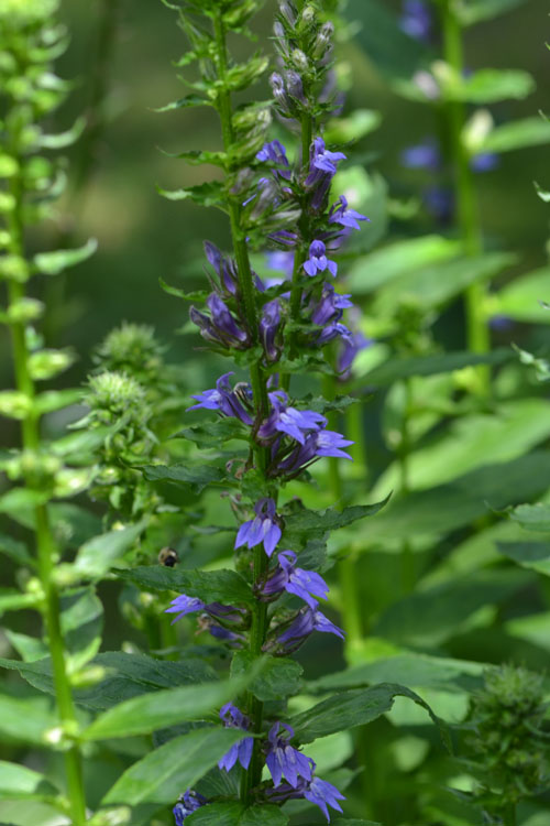 blue loblelias Cummaquid August 6 2011