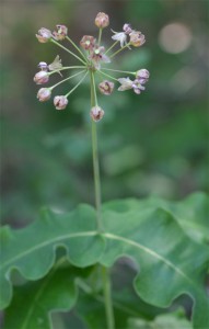 blunt-leaved milkweed Brewster July 17 2011