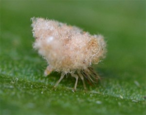 lacewing larvae July 17 2011