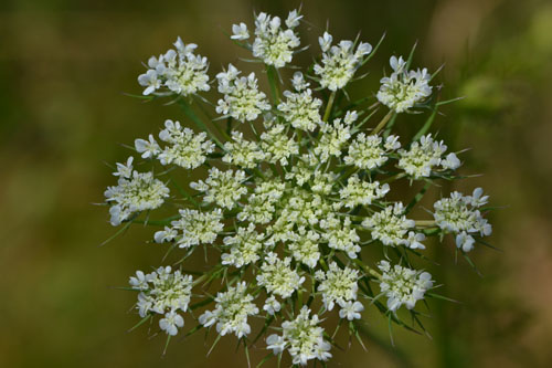 Daucus carota Brewster July 17 2011
