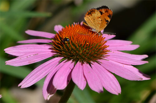 purple coneflower Cummaquid July 17 2011