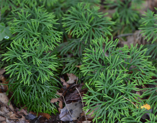 fan clubmoss July 8 2011