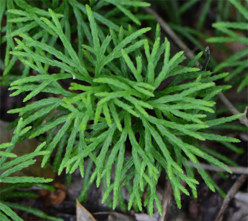 fan clubmoss July 8 2011