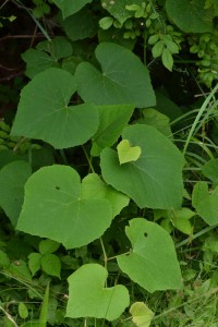 Fox grape vine July 2 2011