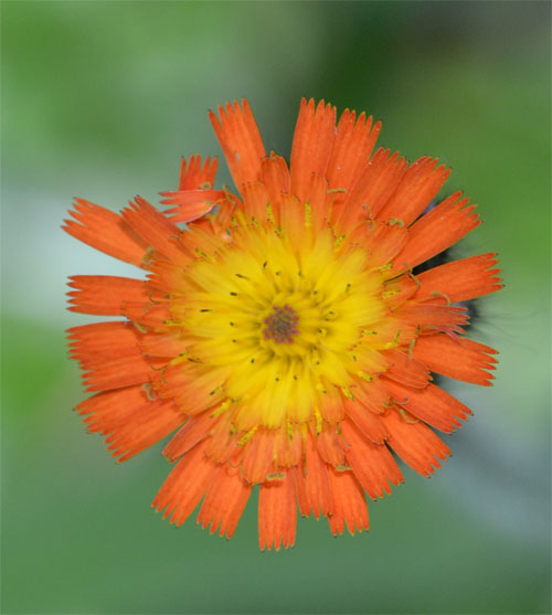 orange hawkweed July 1 2011