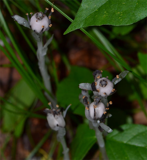 indian pipe July 8 2011