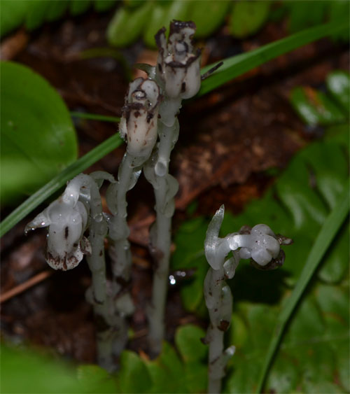 indian pipe Bridge Street conservation area July 8 2011