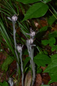 Monotropa uniflora July 8 2011