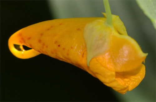 flower of the jewelweed July 1 2011