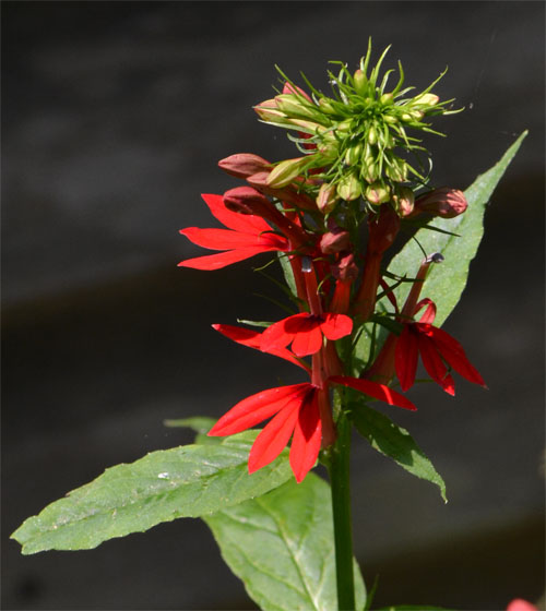 Lobelia cardinalis July 17 2011