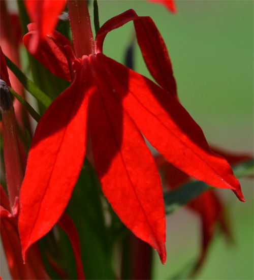 Lobelia cardinalis flower close-up July 17 2011 Lobelia cardinalis flower close-up July 17 2011