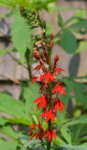 Lobelia cardinalis July 17 2011