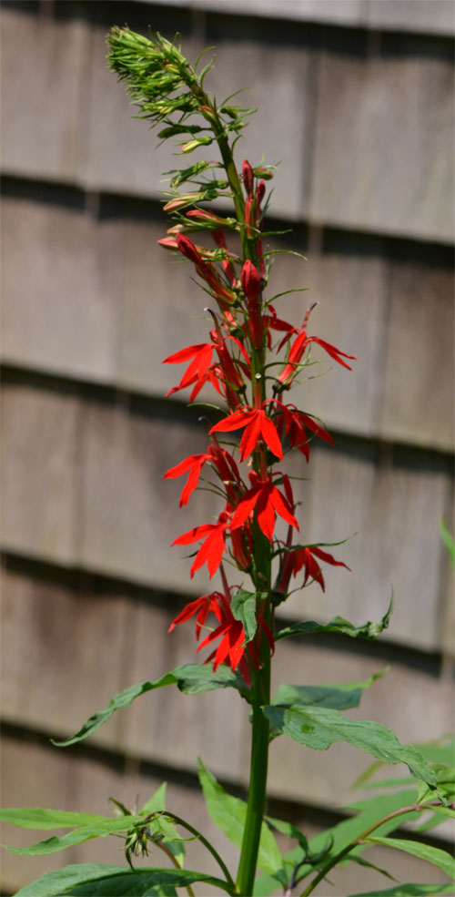 Lobelia cardinalis Cummaquid July 17 2011