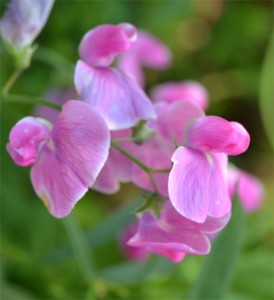 marsh pea Keveney lane Barnstable July 3 2011