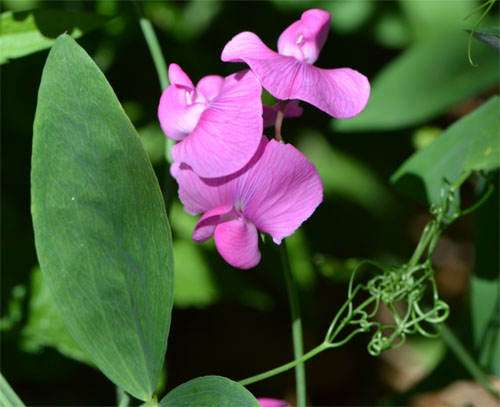 marsh pea Barnstable July 3 2011