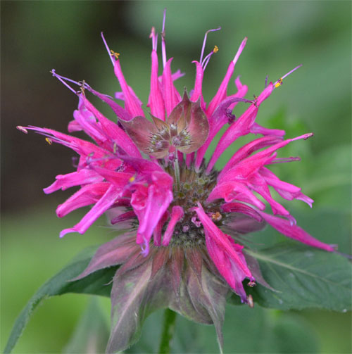 Monarda didyma "Marshall's Delight" July 8 2011