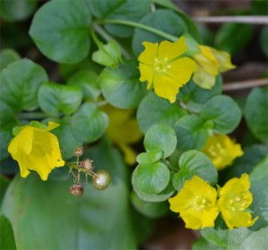 moneywort July 1 2011