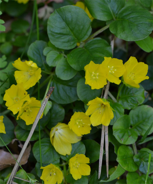 moneywort July 1 2011