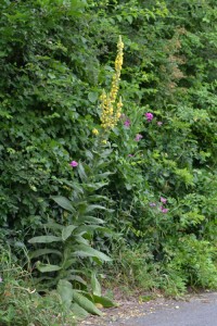 common mullein Cummaquid July 1 2011