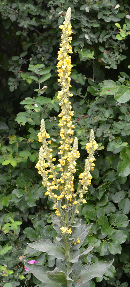 mullein July 1 2011