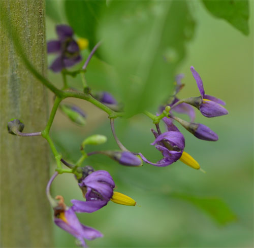 climbing nightshade July 1 2011