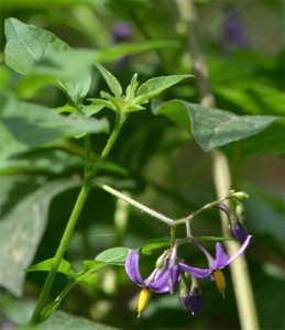 climbing nightshade July 1 2011
