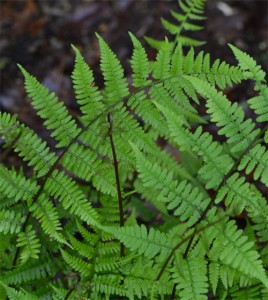 Lady fern June 20 2011