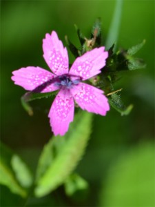 deptford pink July 1 2011