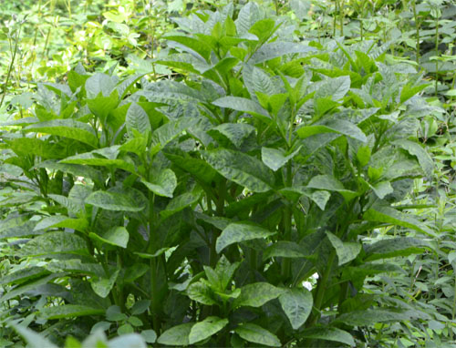 pokeweed June 24 2011