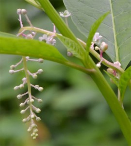 pokeweed July 1 2011