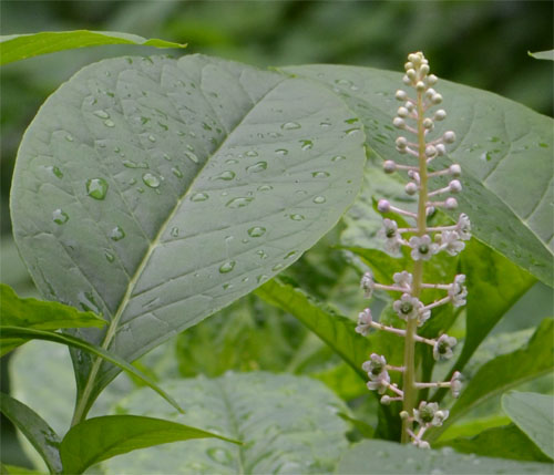 pokeweed July 1 2011