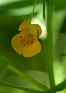 jewelweed flower July 1 2011