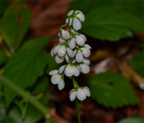 Pyrola sp. July 8 2011