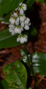 Pyrola sp. July 8 2011