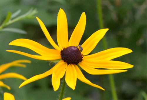Rudbeckia hirta July 8 2011