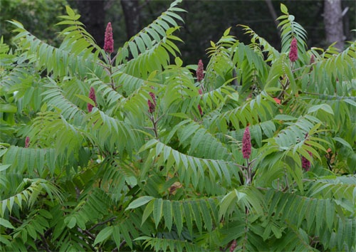 staghorn sumac Cummaquid July 3 2011