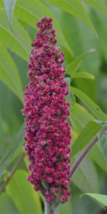 staghorn sumac July 3 2011 staghorn sumac July 3 2011