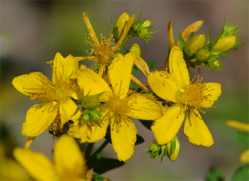 st. johnswort July 1 2011