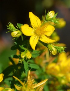 st. johnswort July 1 2011