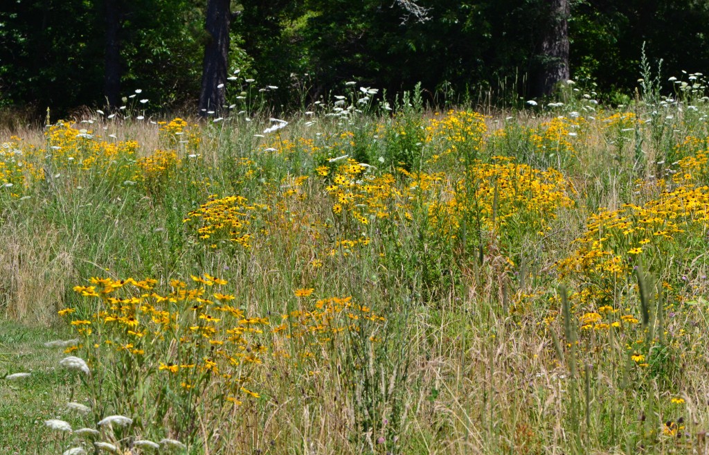 summer meadow Brewster July 17 2011