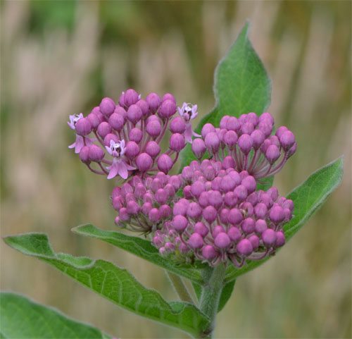 swamp milkweed July 8 2011 Bridge Street conservation area, Barnstable