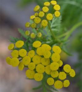 tansy July 1 2011