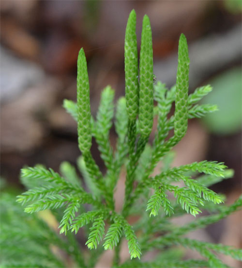 tree clubmoss July 8 2011