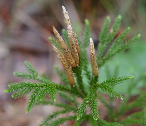 tree clubmoss July 8 2011