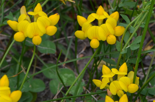 Lotus corniculatus July 1 2011