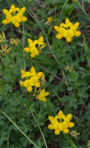 Lotus corniculatus July 1 2011