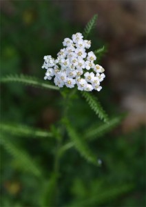 yarrow July 1 2011