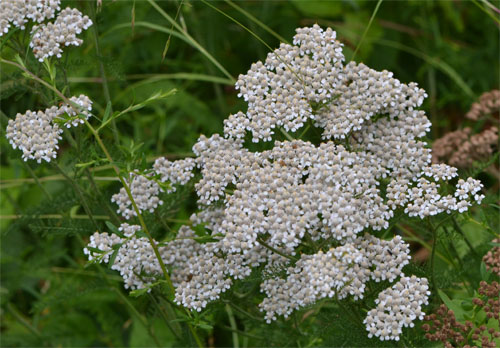 yarrow July 8 2011